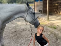 Mare, Quarter Horse — photo 4
