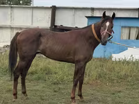 Hing, Arabian horse — 2. fotó