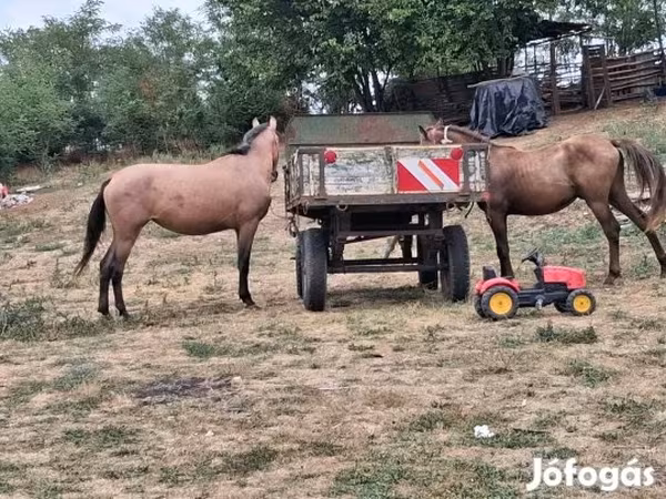 Конь, Лошади — Венгрия