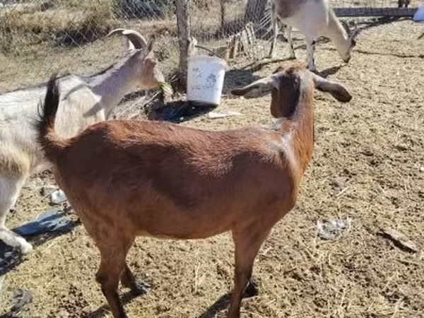 Dişi keçi, Boer goat