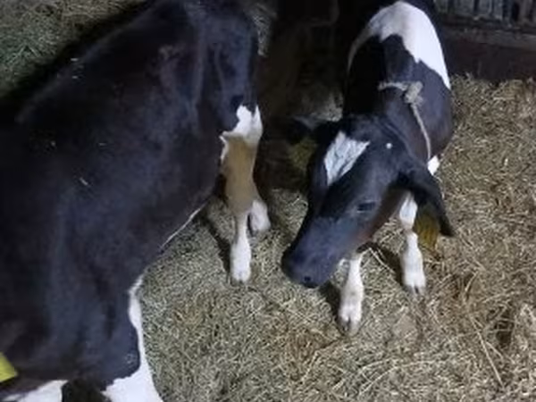 Bull, Russian Black pied cattle