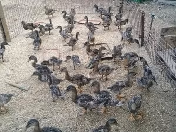Ducks