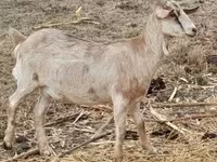 母山羊, Nubian Goat — 照片 2
