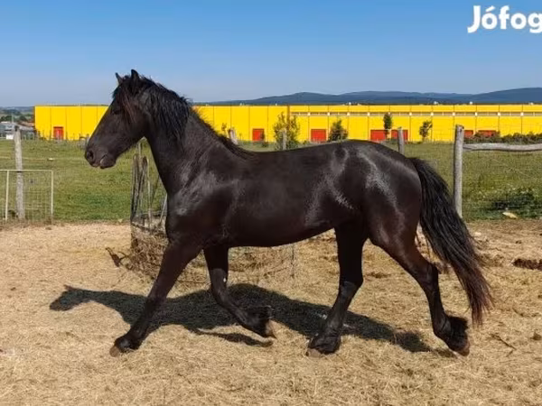 Stute, Friesian