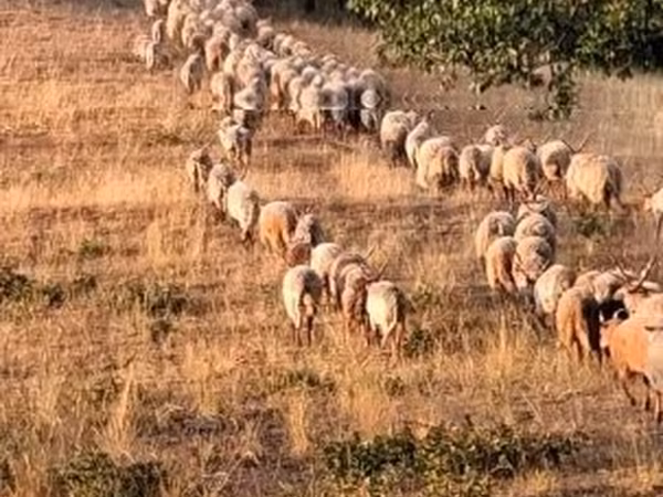Oveja, Racka sheep — Hungría