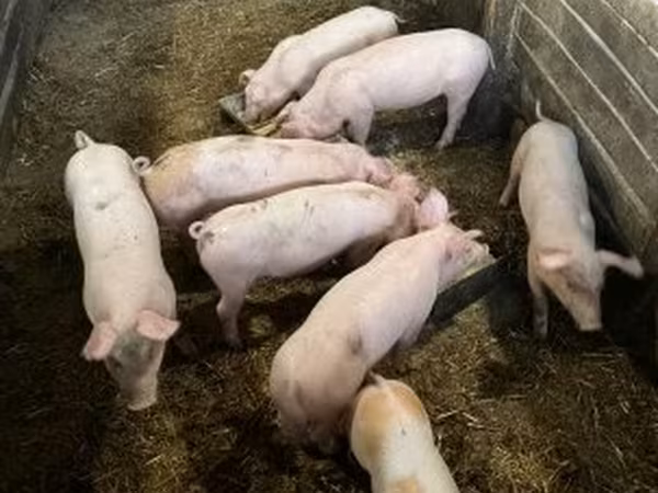 Pigs (batch, sex not specified), Крупная белая