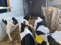 公牛, Holstein breed — 照片 1