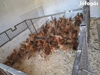 Chickens — الصورة 4