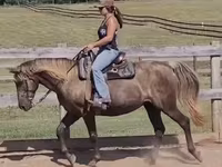 घोड़ी, Kentucky mountain daddle horse — फ़ोटो 2