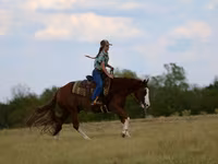 Cheval, Quarter Horse — photo 6