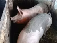 मादा सूअर, सूअर — फ़ोटो 3