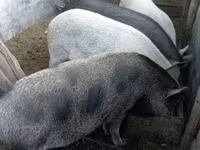 Säue, Schweine — Foto 2