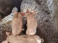 猪（批次，未指定性别）, Pigs — 照片 4
