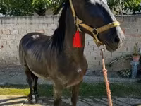 公马, Nonius horse — 照片 1