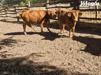 Toro, Vaca Limousin — foto 5