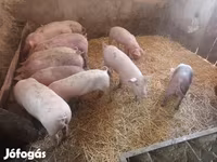 Süldőanya, Крупная белая — 3. fotó