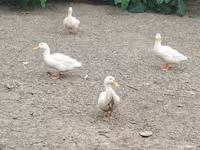 Niemiecki Pekin — zdjęcie 5