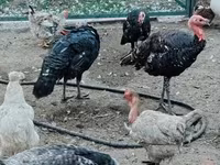 Turkeys — الصورة 3