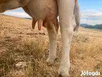 गाय, Simmental cattle — फ़ोटो 5