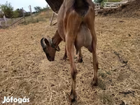 Bode, Alpine goat — foto 2