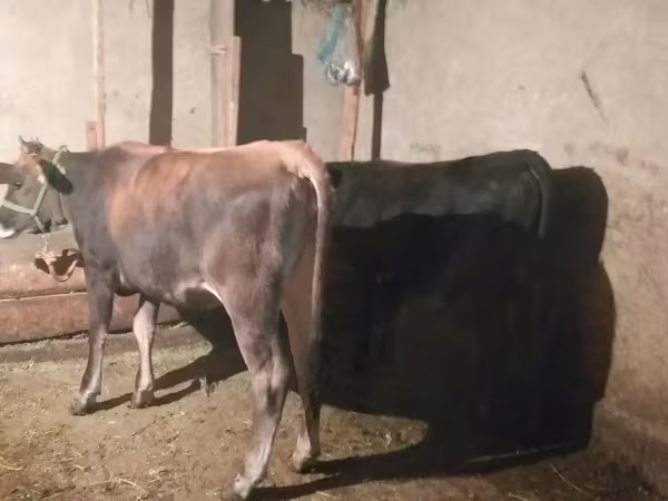 Toro, Ganado vacuno