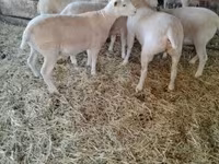 Juh, Ile-de-France sheep — 2. fotó