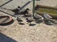 Ducks — 照片 2