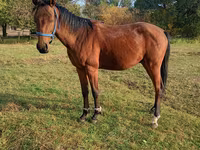 Caballo, Anglo-Arabian — foto 1