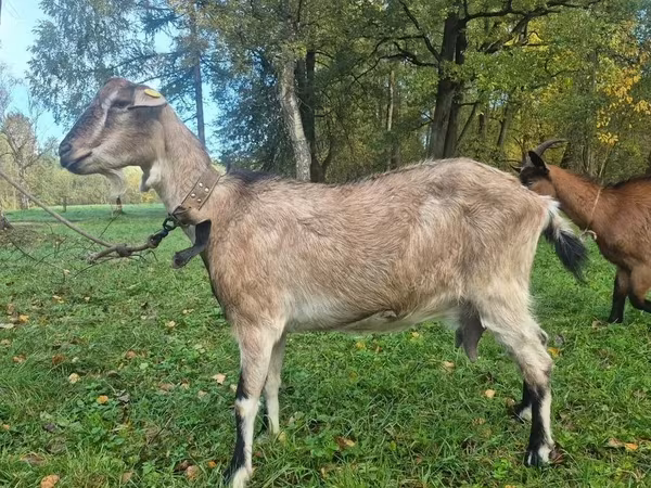 Nőstény kecske, Alpine goat
