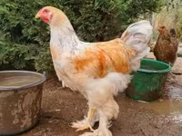 براهما — الصورة 3