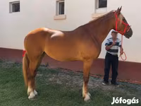 Stute, Friesian — Foto 2