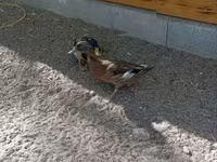 Ducks — फ़ोटो 4