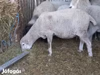 Kos, White Suffolk sheep — 3. fotó