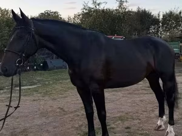 Kanca, Dutch warmblood horse — Magyarország