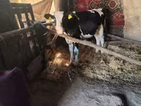 ثور, Russian Black pied cattle — الصورة 1