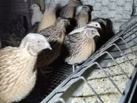 Quails — الصورة 4