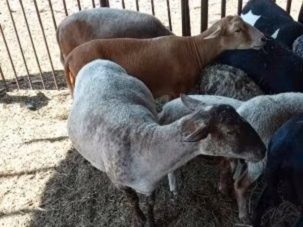 Sheep, Sheep