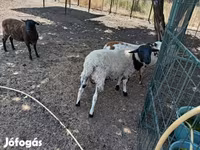 公羊, Dorper sheep — 照片 4