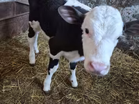 Krava, Russian Black pied cattle — foto 1