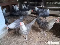 ब्रेकल — फ़ोटो 5
