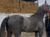 Kůň, Orlov Trotter — foto 3