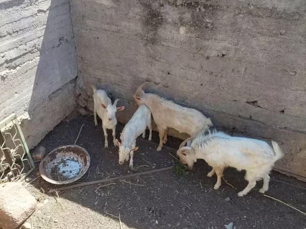 बकरा, बकरियाँ