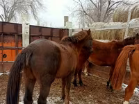 Kůň, Kazakh horse — foto 4