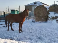 Jument, Kazakh horse — photo 1