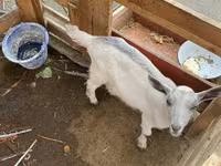 Cabra, Fergana goat — foto 2