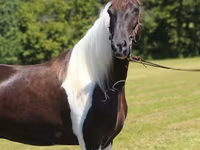 घोड़ा, Tennessee Walking Horse — फ़ोटो 7