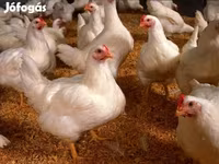 Chickens — Foto 1