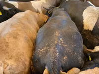 ثور, الماشية — الصورة 1