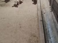 Pigs (batch, sex not specified), Pigs — photo 4