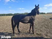 Hengst, Nonius horse — Foto 1